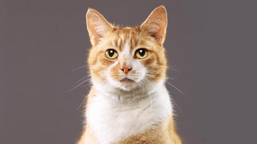Gato bobtail americano