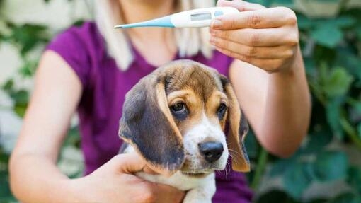 Cachorro de beagle siendo examinado con un termómetro por una mujer
