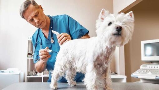 Veterinario aplicando una vacuna a un perro blanco de raza pequeña sobre la mesa de consulta