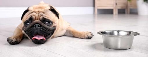 Perro de raza pug recostado en el suelo junto a un cuenco metálico