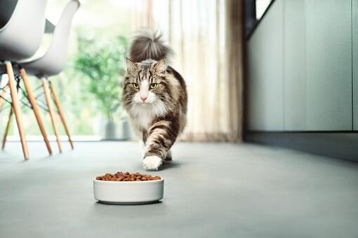 El gato camina hacia el plato de comida.