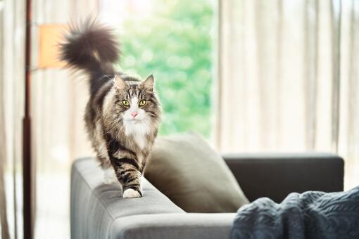 Un gato peludo camina por el respaldo del sofá