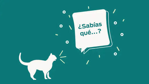 Curiosidades sobre el gato ragdoll