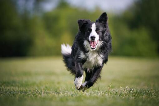 Perro border collie blanco y negro corriendo feliz sobre césped con fondo desenfocado
