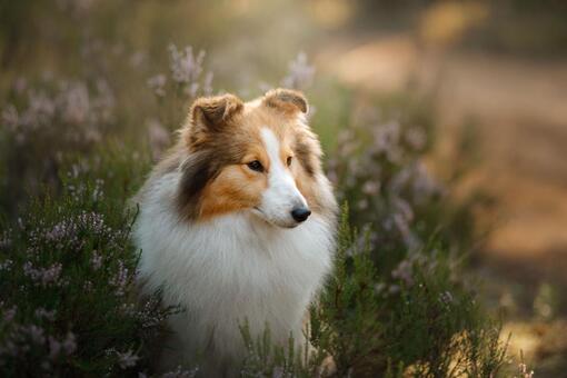 Perro collie de pelo largo blanco y marrón entre arbustos con flores lilas