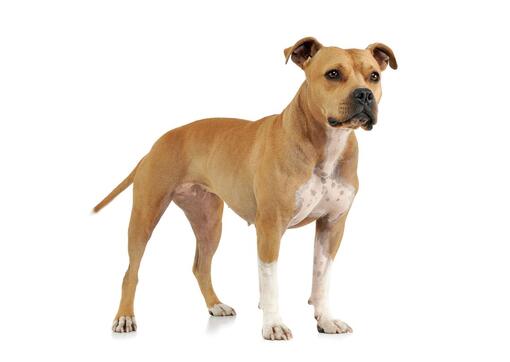 Perro de pelaje marrón claro con pecho y patas blancas posando sobre fondo blanco