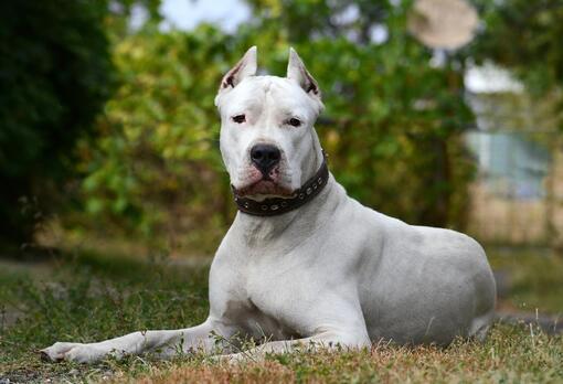 Perro de pelaje blanco y corto, orejas recortadas y collar marrón, tumbado sobre césped con fondo verde desenfocado
