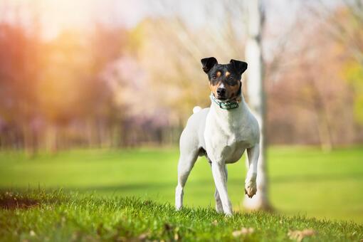 Perro tipo terrier de pelaje blanco con manchas negras y marrones, de pie sobre césped en un parque soleado