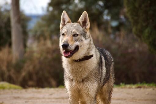 Perro lobo checoslovaco de pie, con pelaje gris y marrón, orejas erguidas y lengua afuera, en un entorno natural