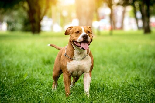 Perro marrón con pecho y patas blancas corriendo sobre césped verde en un parque