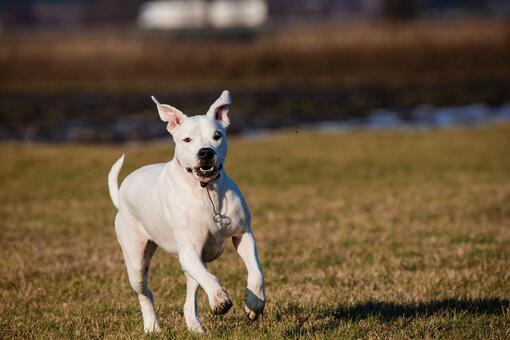 Perro de pelaje blanco corriendo sobre césped, con orejas levantadas y fondo de campo desenfocado