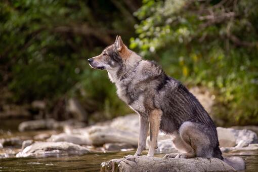 Perro lobo checoslovaco sentado sobre una roca junto a un río, mirando al horizonte, con pelaje gris y marrón, orejas erguida
