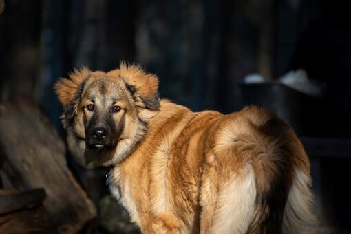 Perro pastor caucásico de pelaje largo color marrón dorado con zonas negras y crema, mirando hacia atrás en un entorno boscos