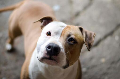 Perro de pelaje marrón y blanco con cara bicolor mirando de cerca a la cámara
