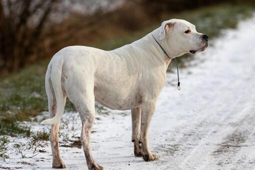 Perro de pelaje blanco con manchas claras, de pie sobre un camino nevado, mirando hacia la derecha