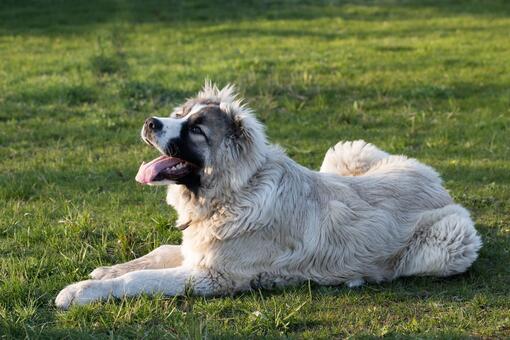 Perro pastor caucásico de pelaje largo color crema con cara parcialmente oscura, tumbado en la hierba con la lengua afuera