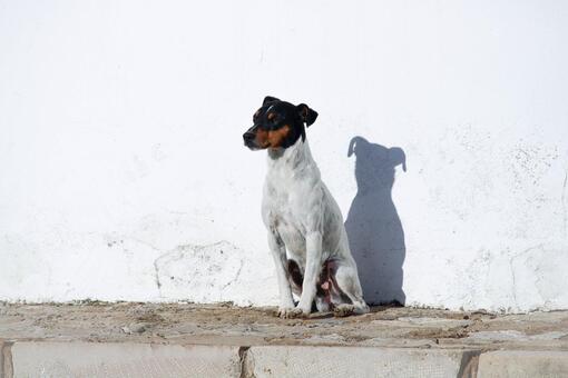 Perro pequeño de pelaje blanco con cabeza negra y marrón sentado junto a una pared blanca proyectando su sombra