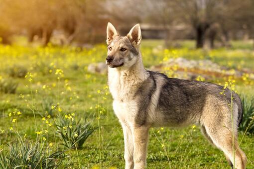 Perro lobo checoslovaco de pie en un campo con flores amarillas, mirando atento hacia la derecha bajo la luz del sol