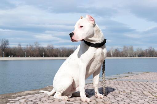 Dogo argentino blanco sentado junto a un lago, con collar negro y fondo de árboles desnudos en un día nublado