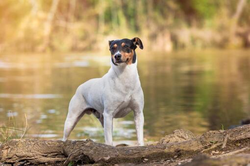 Perro de pelaje blanco con cabeza negra y manchas marrones posando sobre troncos junto a un río en un entorno natural