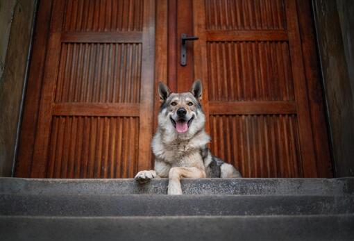 Perro lobo checoslovaco tumbado en unas escaleras frente a una puerta de madera, con expresión alegre y la lengua fuera