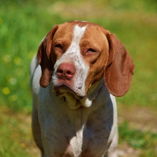 Perro de caza marrón y blanco con orejas largas y expresión seria, sobre fondo verde desenfocado