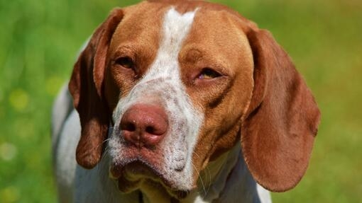 Perro marrón y blanco de orejas largas mirando de cerca con expresión seria, sobre fondo verde difuminado