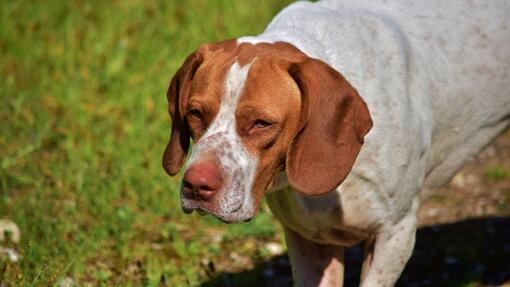 Perro de caza marrón y blanco con orejas largas y expresión seria, sobre césped verde desenfocado