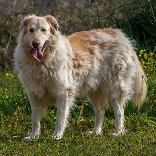 Perro grande de pelaje largo y color crema con manchas marrones, de pie sobre hierba con flores amarillas