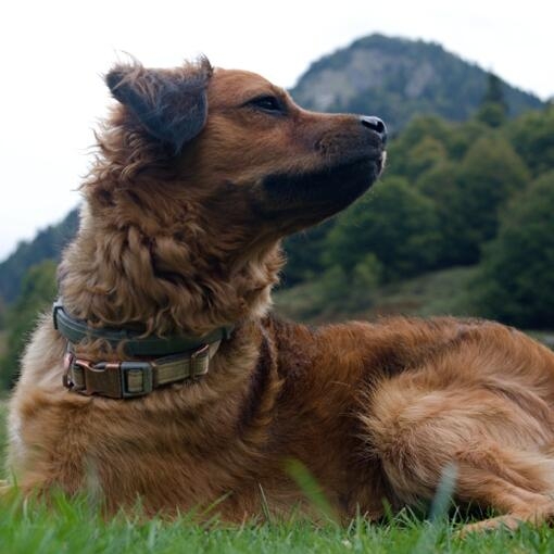 Perro de pelaje marrón y rizado tumbado sobre hierba, con fondo de montañas y bosque