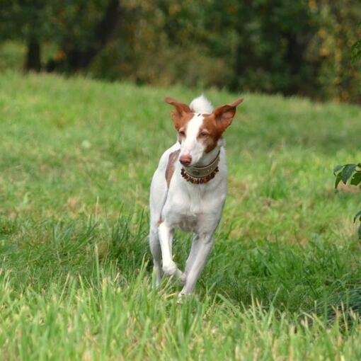 Perro de pelaje blanco con manchas marrón rojizo, orejas erguidas y collar ancho, caminando por un prado verde