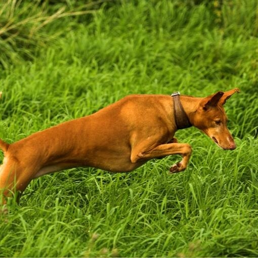 Perro de pelaje marrón claro y orejas grandes saltando entre hierba alta