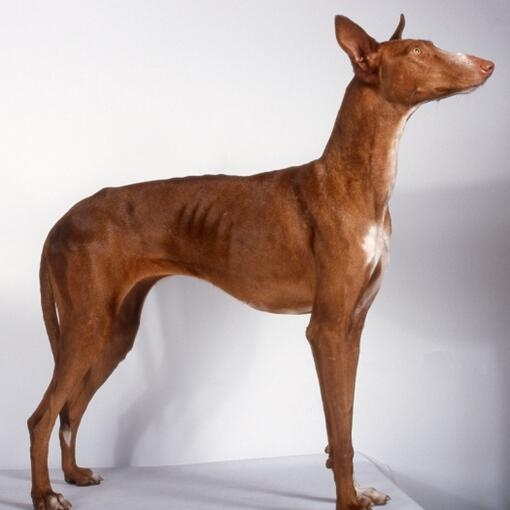 Perro de cuerpo esbelto y pelaje corto color marrón rojizo con manchas blancas, posando de perfil sobre fondo blanco