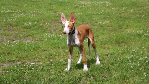 Perro marrón y blanco con orejas grandes de pie en un campo de hierba