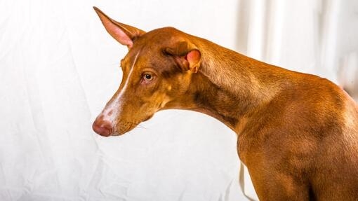 Perro marrón de pelaje corto con orejas grandes y erguidas, posando sobre fondo blanco