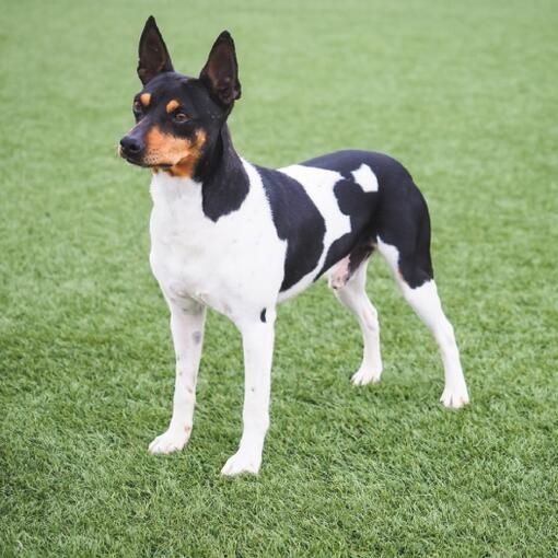 Perro de pelaje blanco con manchas negras y marrones, orejas erguidas, de pie sobre césped verde