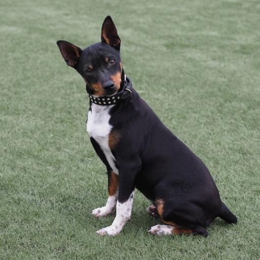 Perro de pelaje negro con manchas marrones y blancas, orejas erguidas, collar con tachuelas, sentado sobre césped verde