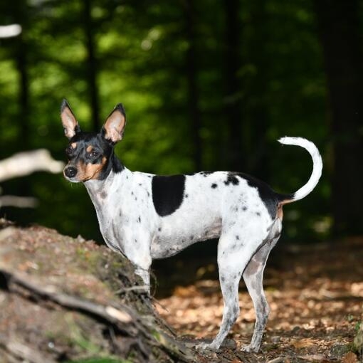 Perro de pelaje blanco con manchas negras y marrones, orejas grandes y erguidas, de pie en un bosque con suelo cubierto de ho