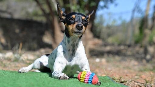 Perro pequeño de pelaje blanco con manchas negras y marrones, tumbado sobre césped artificial con un juguete de colores entre
