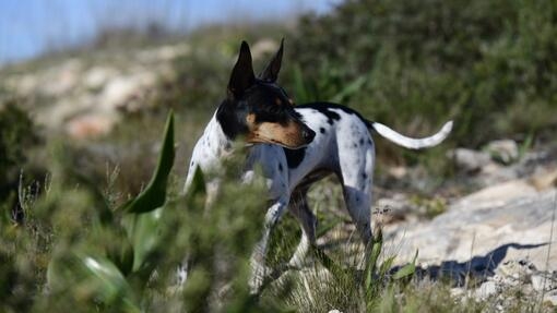 Perro pequeño de pelaje blanco con manchas negras y marrones, de pie entre hierbas y rocas en un entorno natural