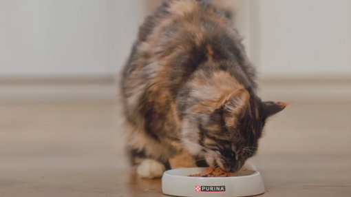 Alimentos para mascotas