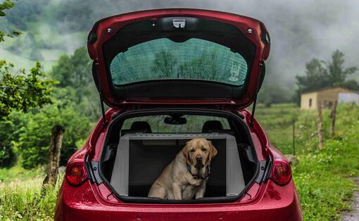 Consejos para viajar con perro en coche
