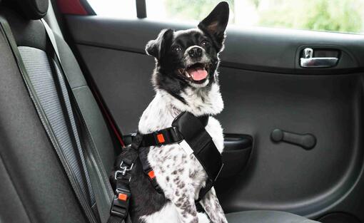 Consejos para viajar con perro en coche