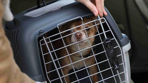 Consejos para viajar con perro en coche