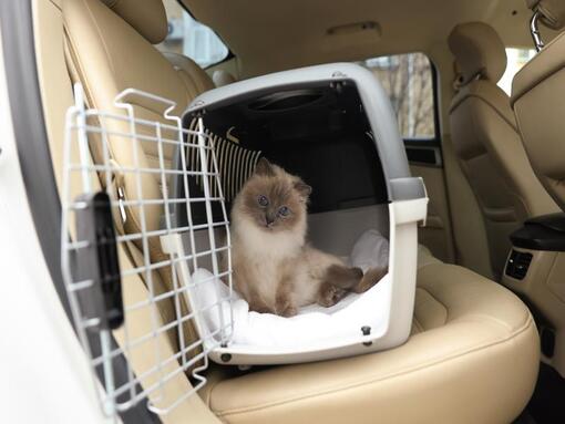 Consejos de viajar con gato en coche