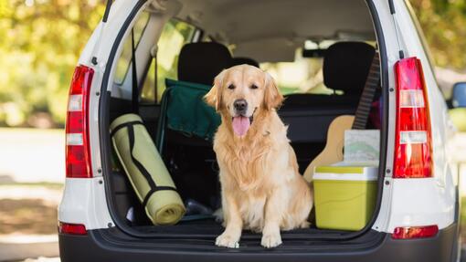 Consejos para viajar con perro en coche