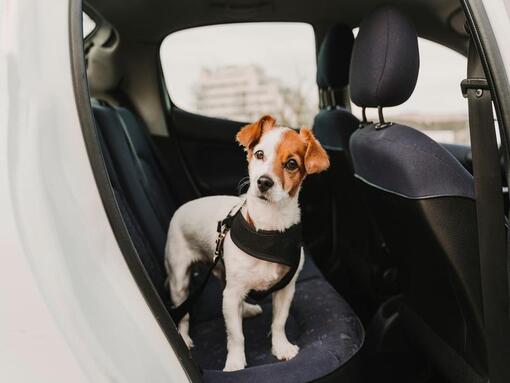 Consejos para viajar con perro en coche