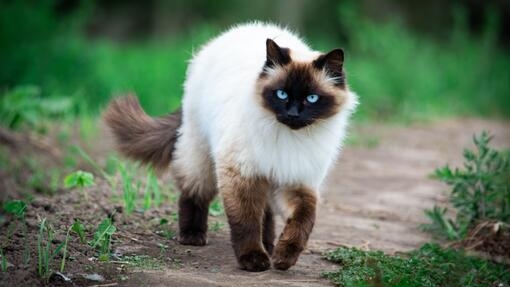 Gato con pelaje blanco y cara oscura caminando en un sendero