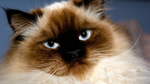 Primer plano de un gato con ojos azules intensos y pelaje largo color crema y marrón