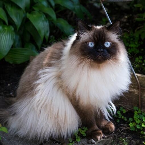 Gato himalayo de ojos azules y pelaje largo color crema con cara oscura sentado en el jardín